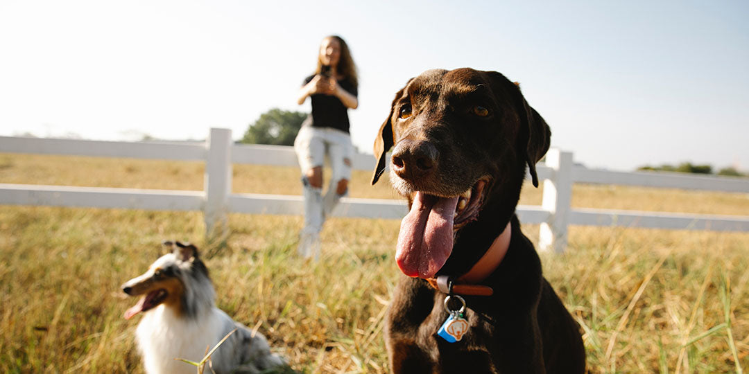 National Pet Day Giveaway