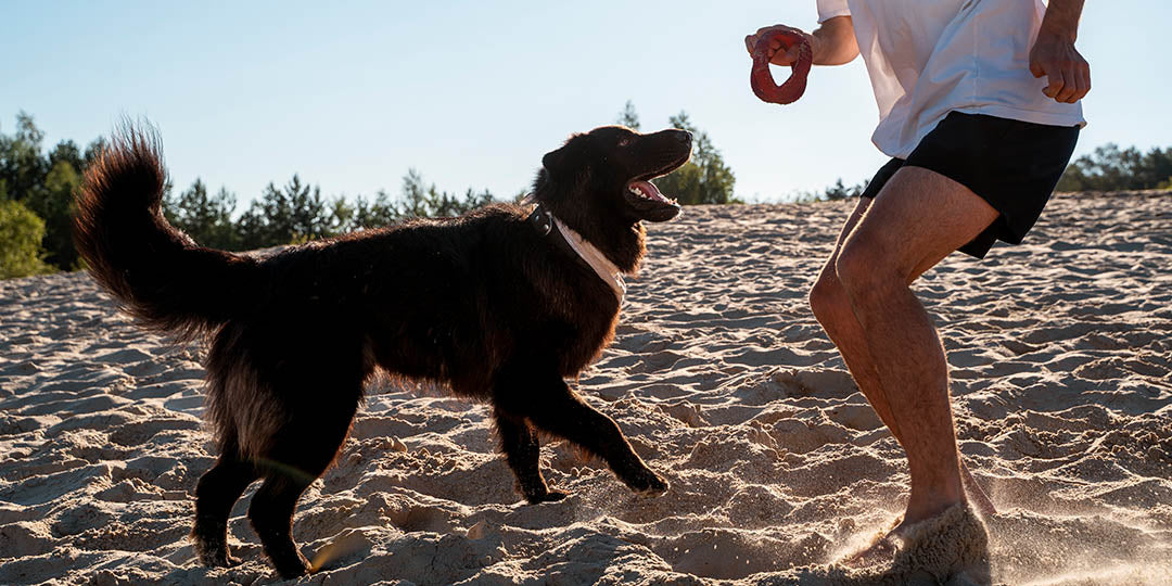 Protect Your Dog from Heat with ZERO BREEZE Mark 3 Portable AC