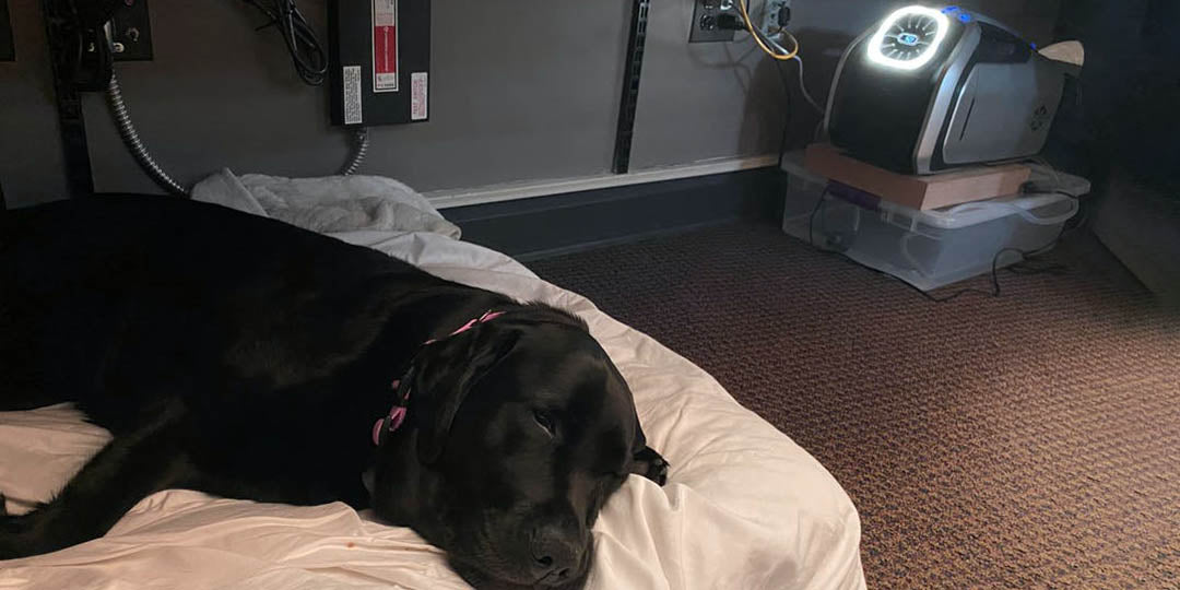 Cool My Lab Pet at the Office