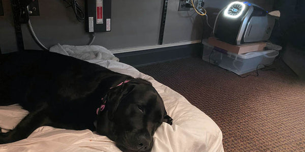 Cool My Lab Pet at the Office
