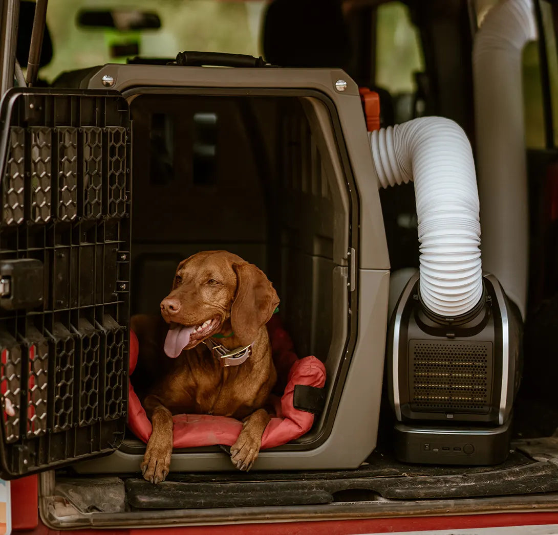 Dogs and air conditioning best sale